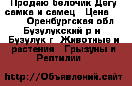 Продаю белочик Дегу самка и самец › Цена ­ 1 000 - Оренбургская обл., Бузулукский р-н, Бузулук г. Животные и растения » Грызуны и Рептилии   